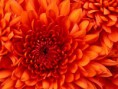 /album/usando-tic/chrysanthemum-jpg/