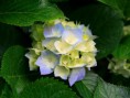/album/usando-tic/hydrangeas-jpg/