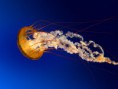/album/usando-tic/jellyfish-jpg/